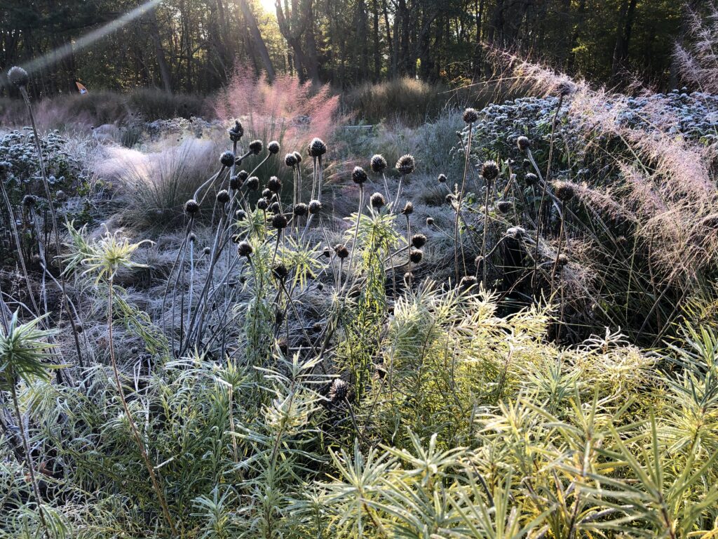 morning-at-the-garden