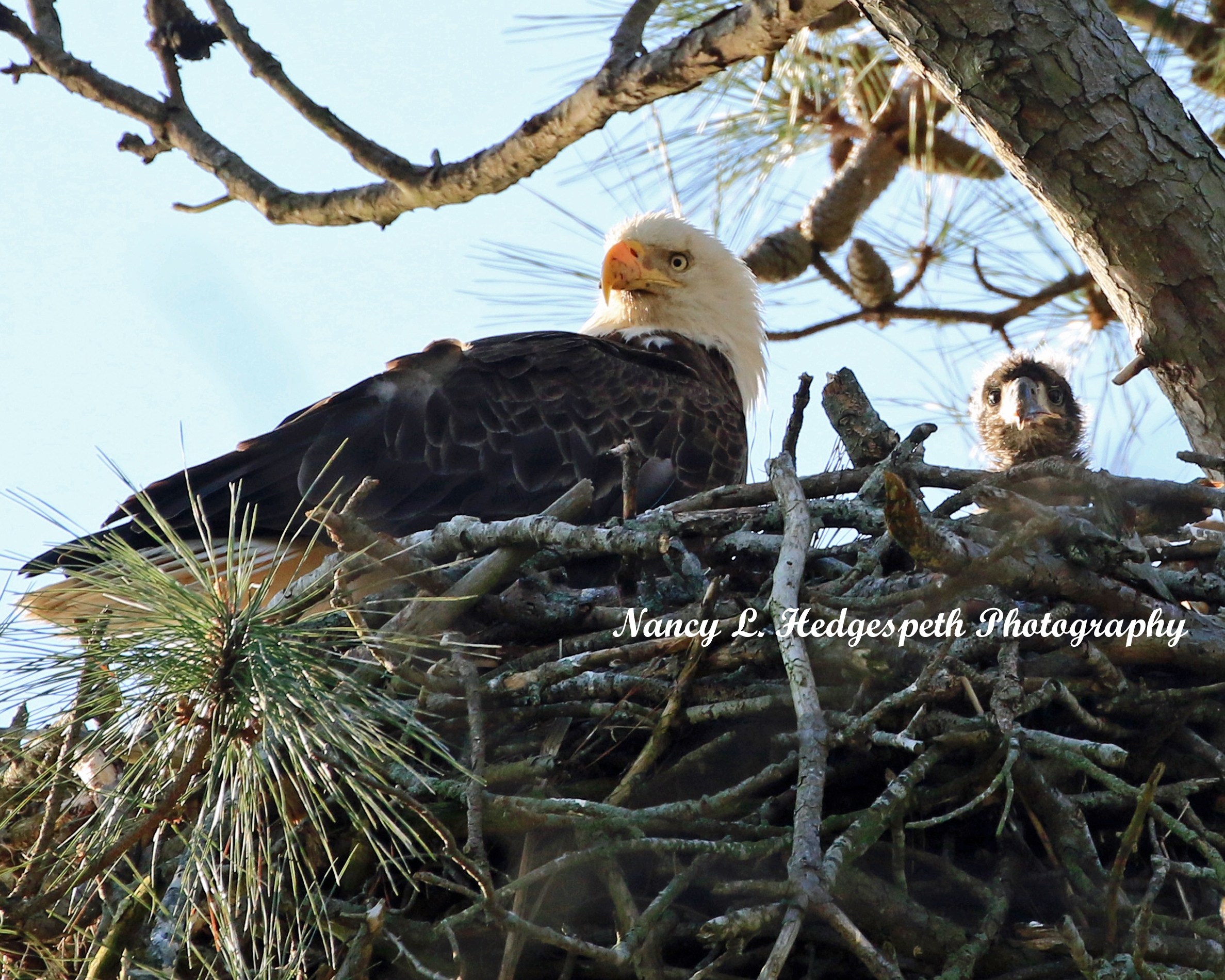a bald eagle sitting on top of a nest in a tree