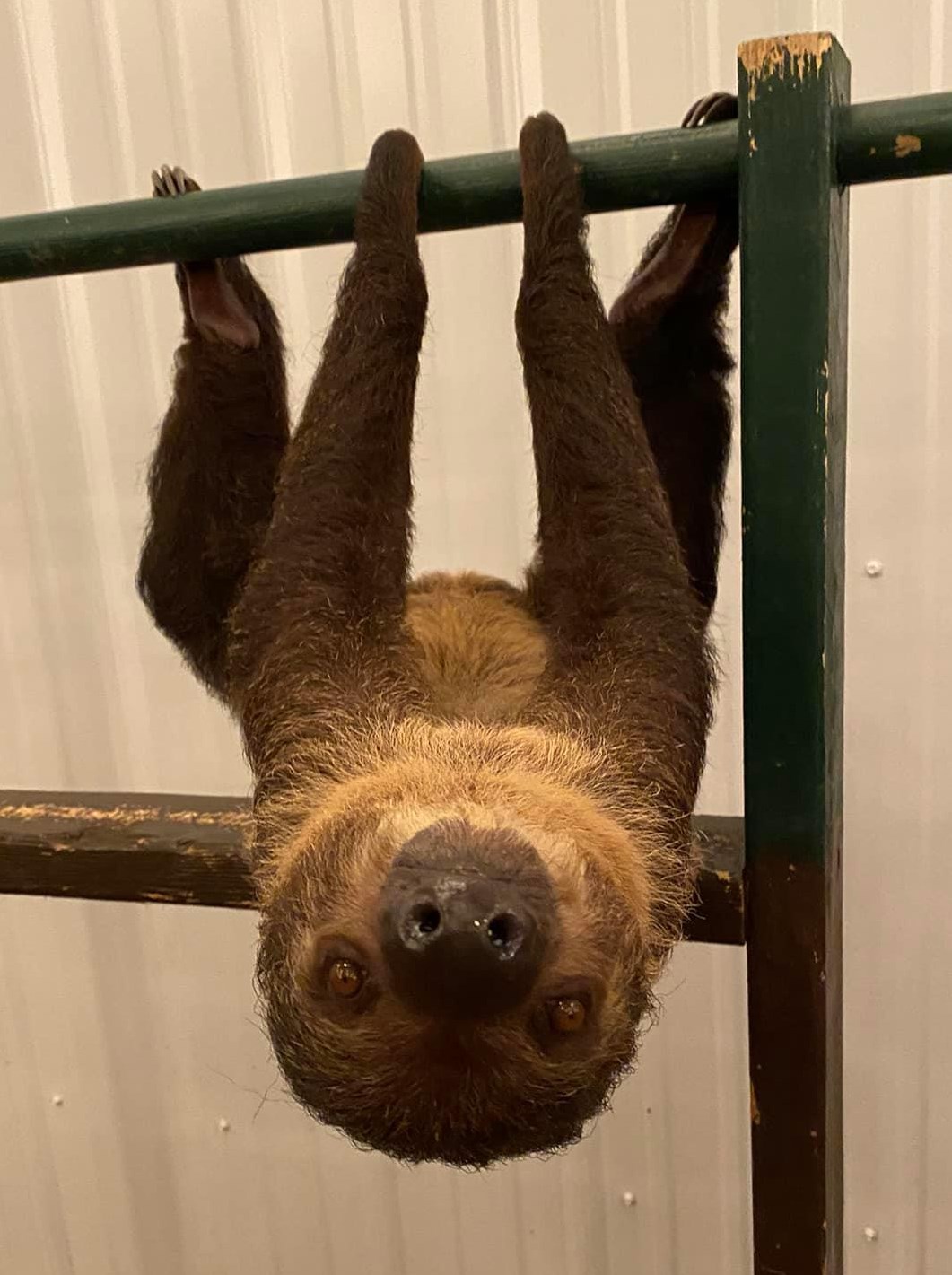 a slotty hanging upside down on a metal bar