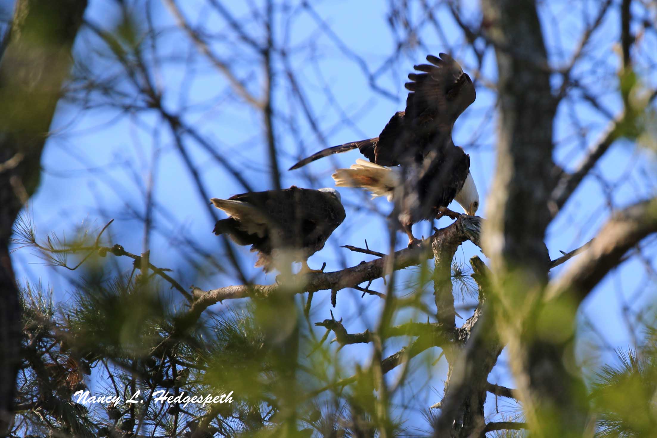 two birds perched on top of a tree branch