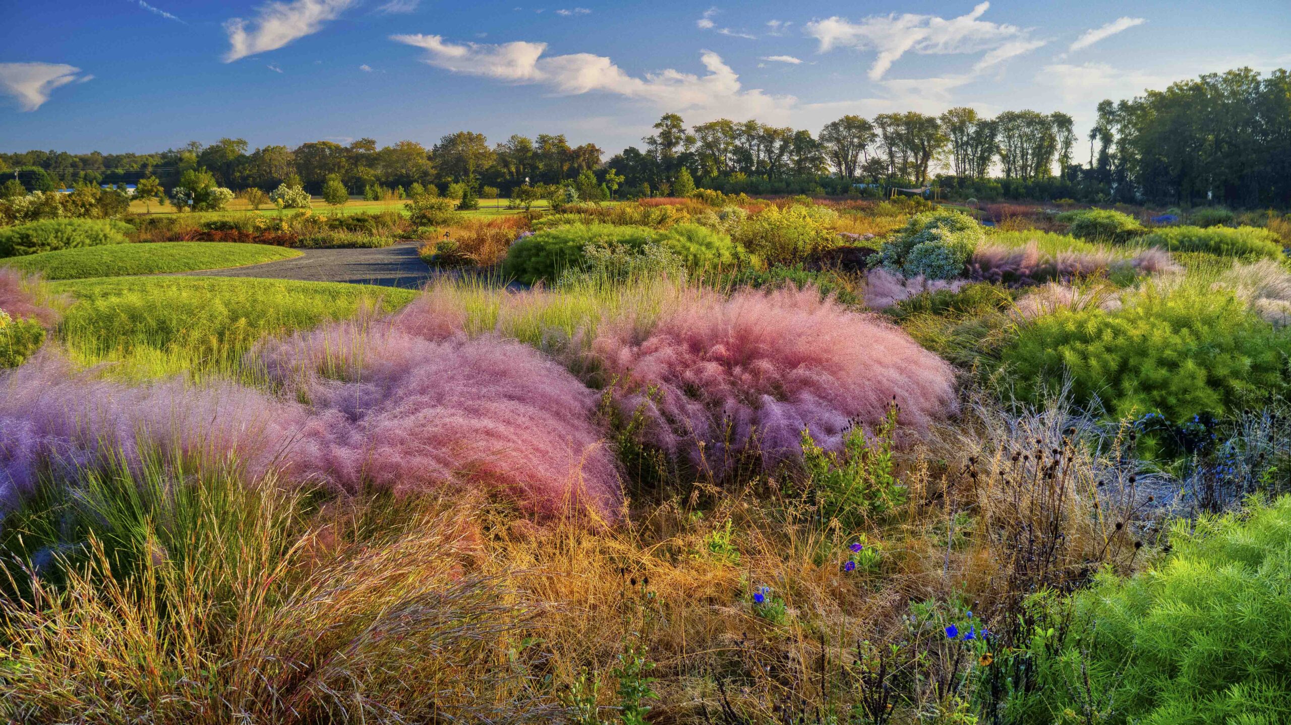 a field of grass and flowers with trees in the background