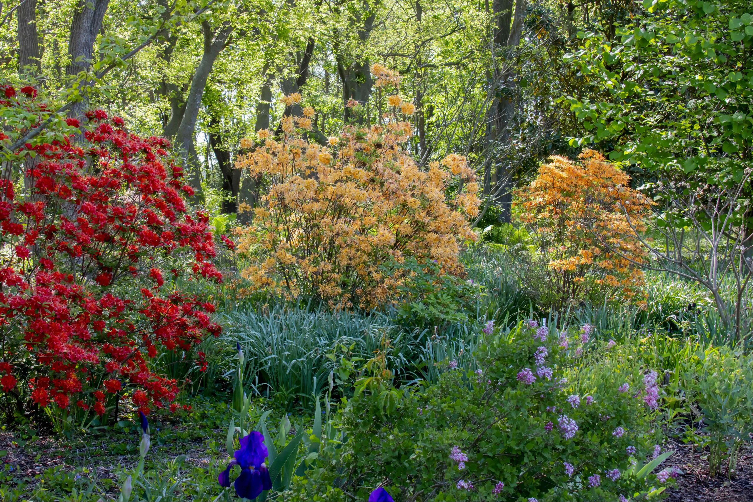a garden filled with lots of colorful flowers