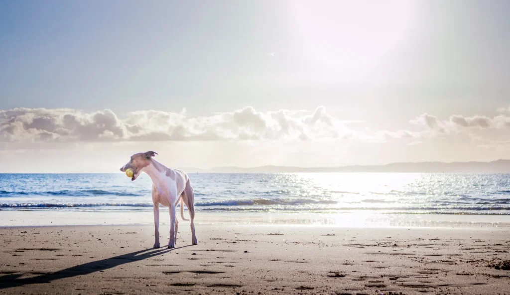 a white dog standing on top of a sandy beach