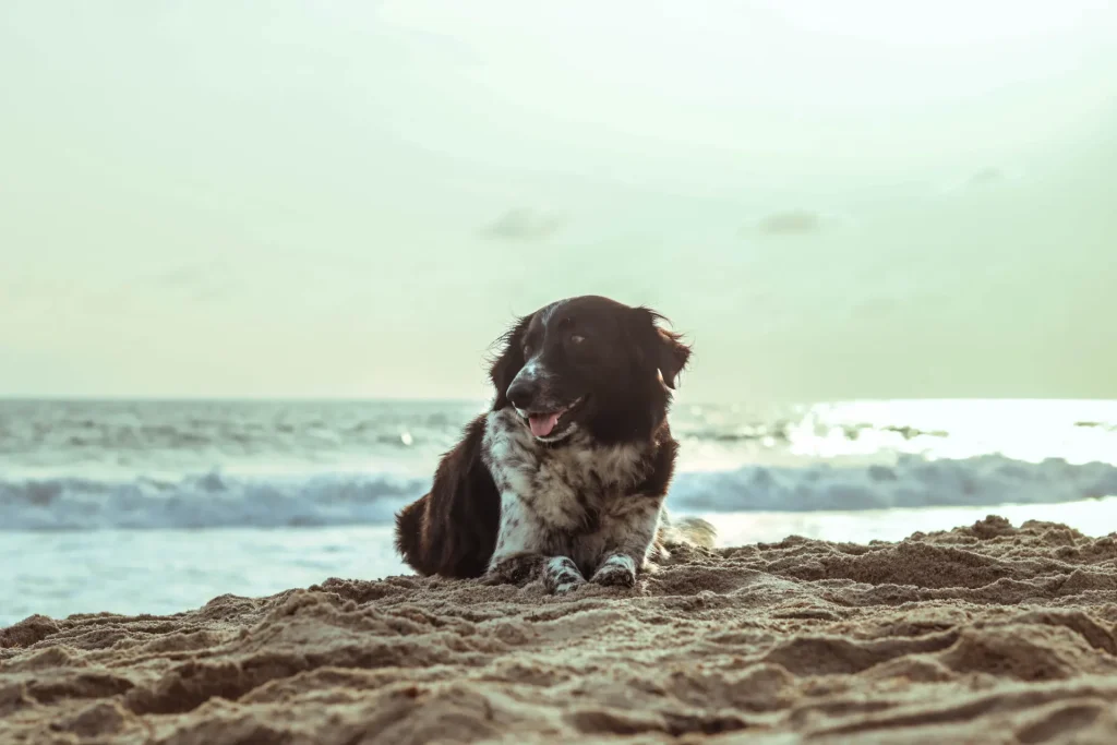 a black and white dog sitting on top of a sandy beach