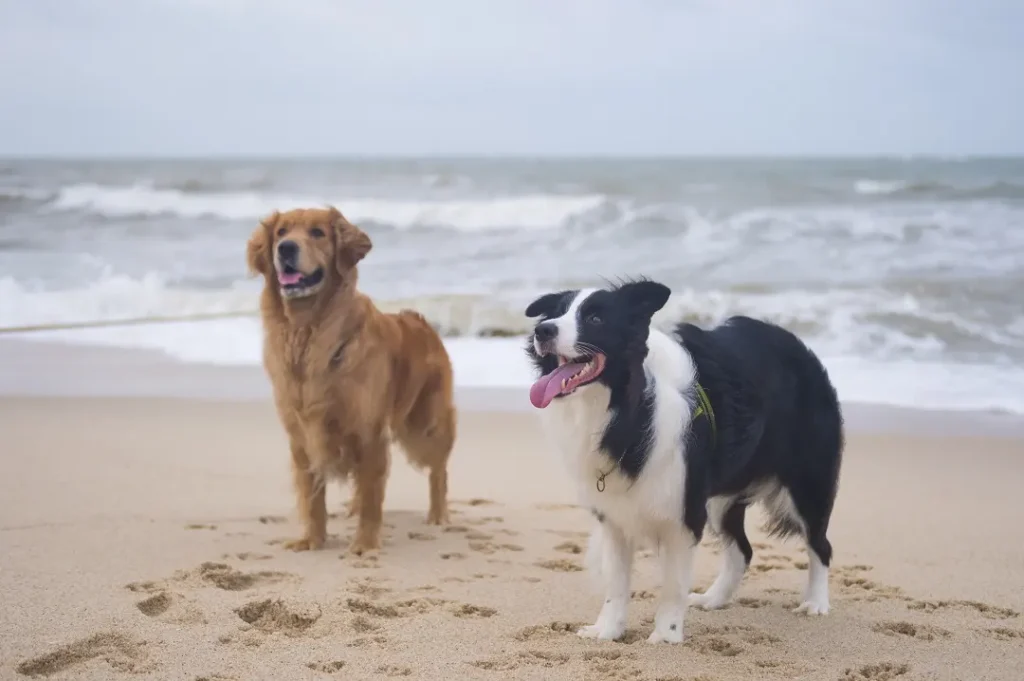 a couple of dogs standing on top of a sandy beach