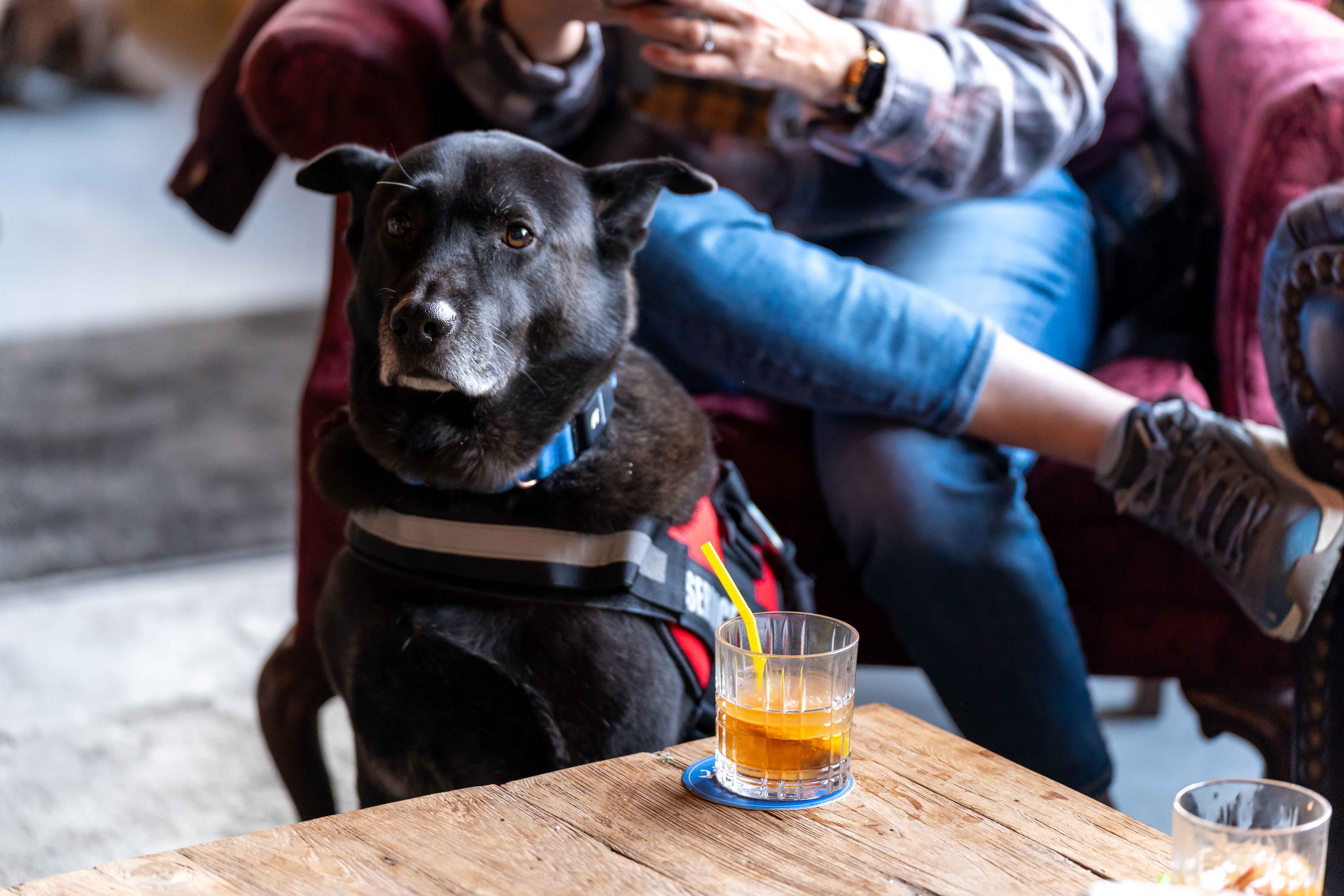a black dog sitting on a wooden table next to a woman