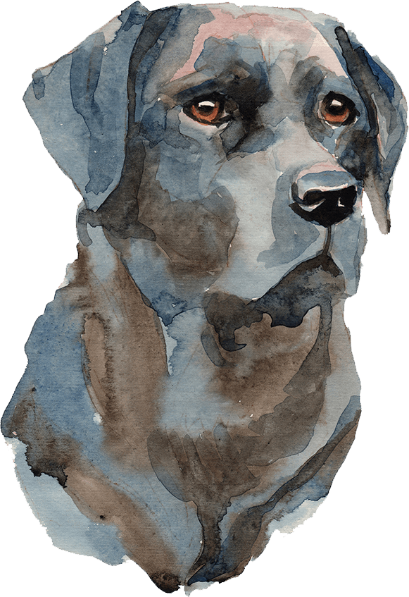 saltydog image