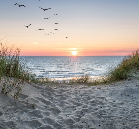 a flock of birds flying over the ocean at sunset