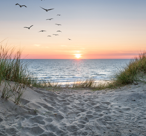 a flock of birds flying over the ocean at sunset