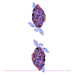 Cartoon image of two turles swimming.