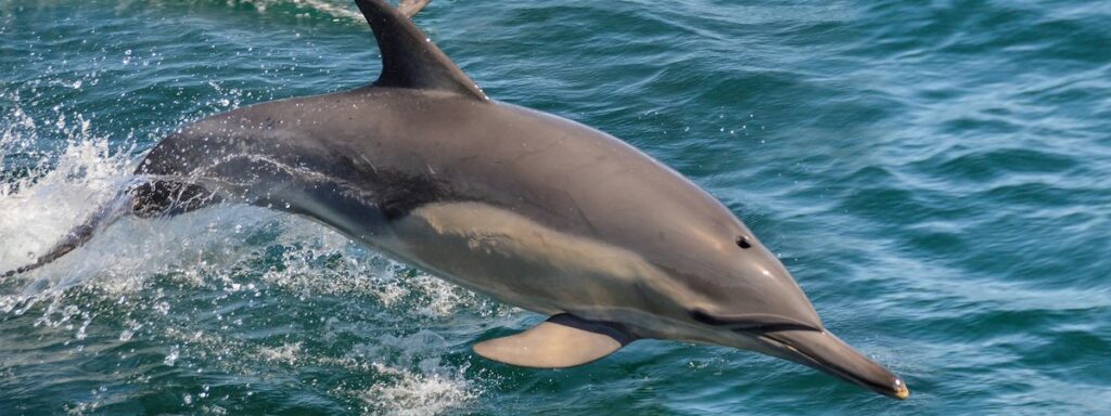 a dolphin jumping out of the water