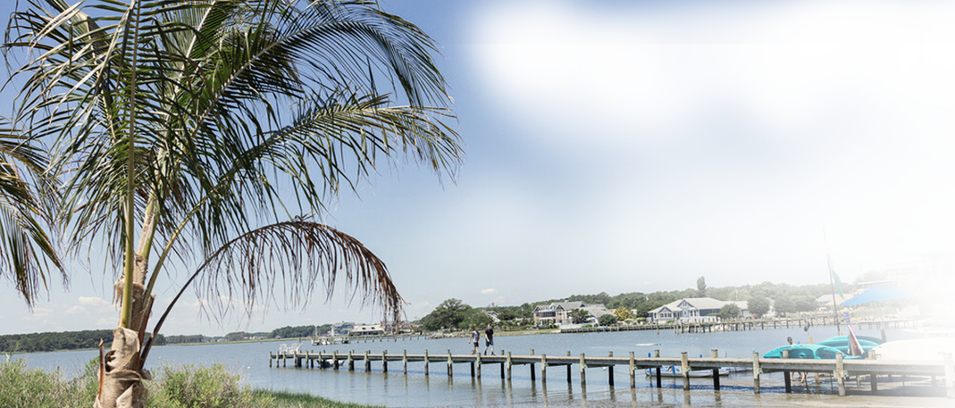 A palm tree on the bay near a dock.