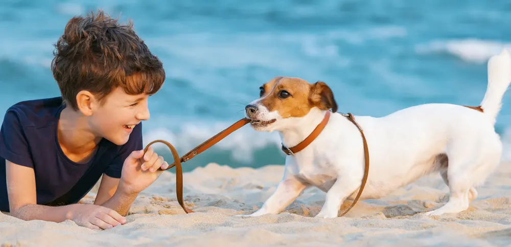 A dog and a boy on the beach