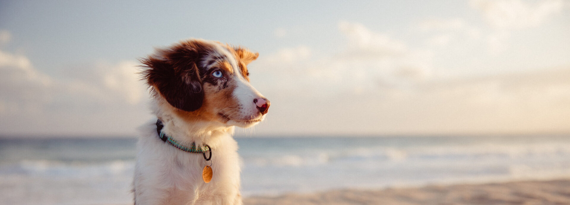 Australian Shepherd puppy on the beach