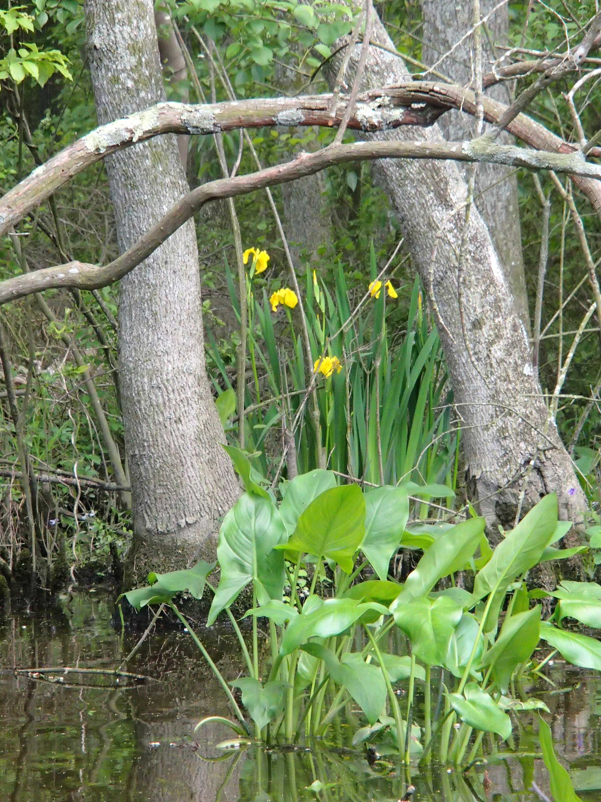 nanticoke-yellow-flowers Eye-catching yellow lilies.