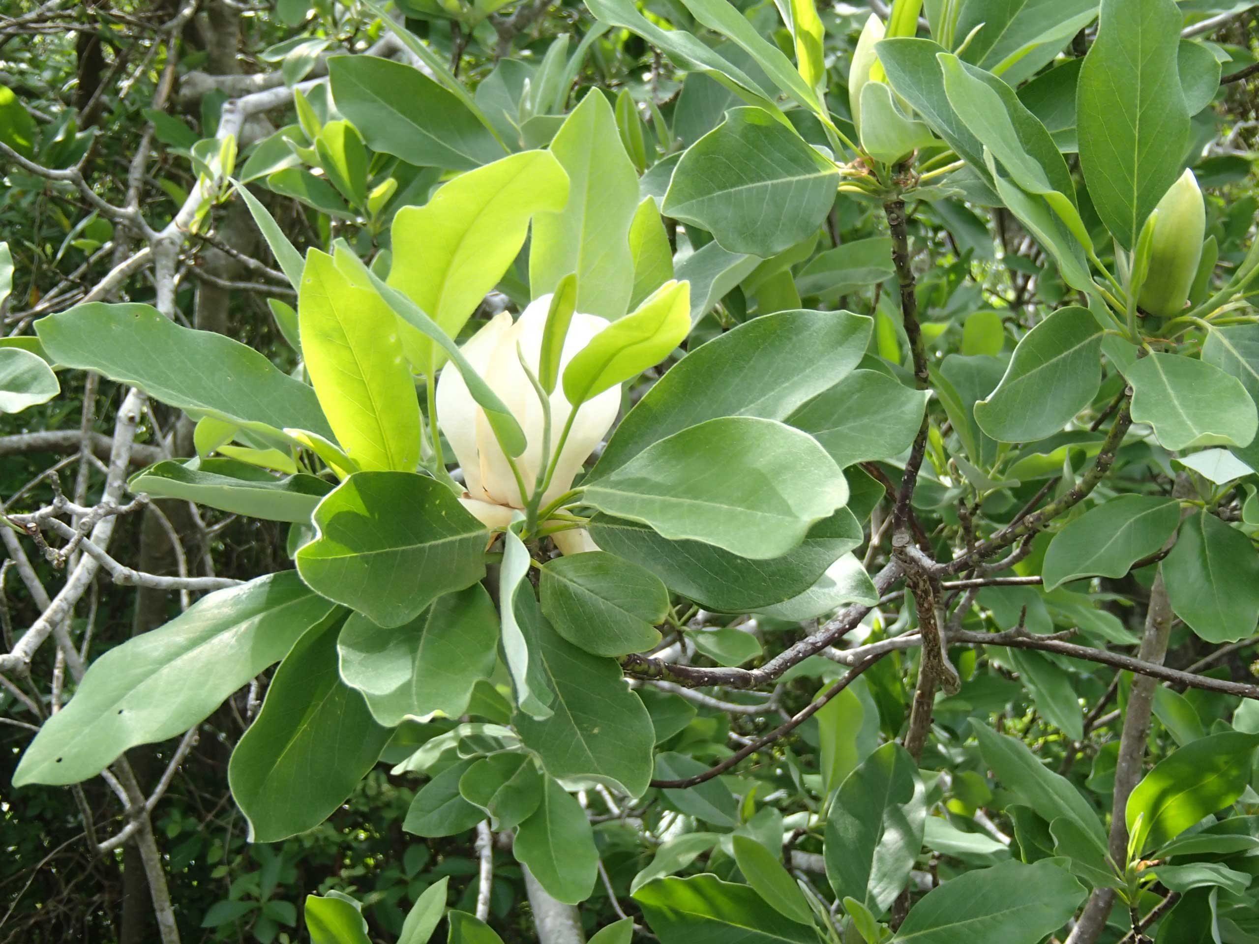 nanticoke-magnolia nanticoke-magnolia