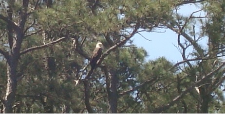 14 AWA eagle 6b image of 14 eagle