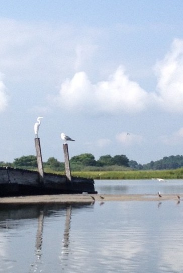 Egrets and gulls on the old bridge Egrets and gulls on the old bridge