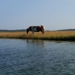 bobc assat blog2 250x250