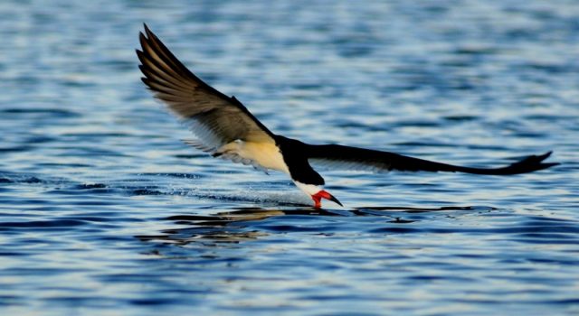 sassafras landing tour 2