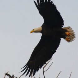 sassafras eagle