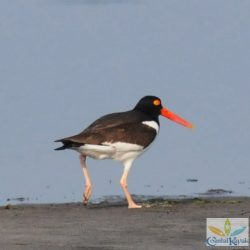 oyster catcher1