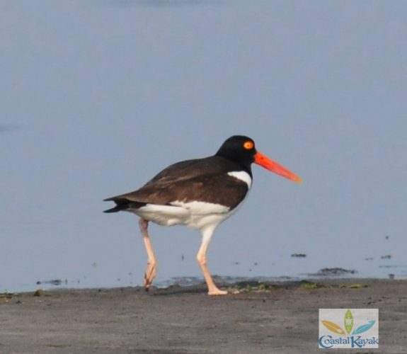 oyster catcher1