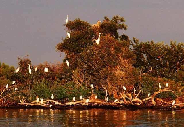 morning rookery tour