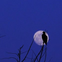 osprey in moonweb