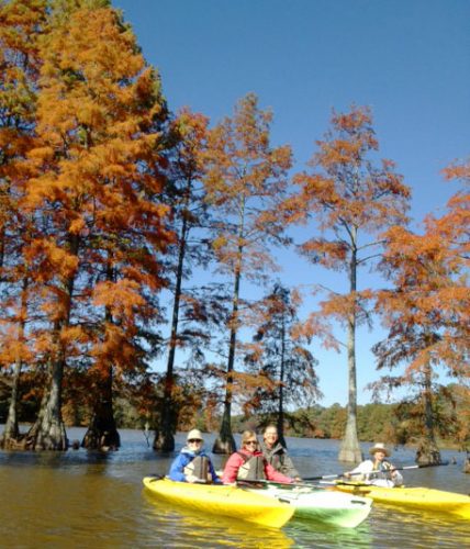 fall cypress tour