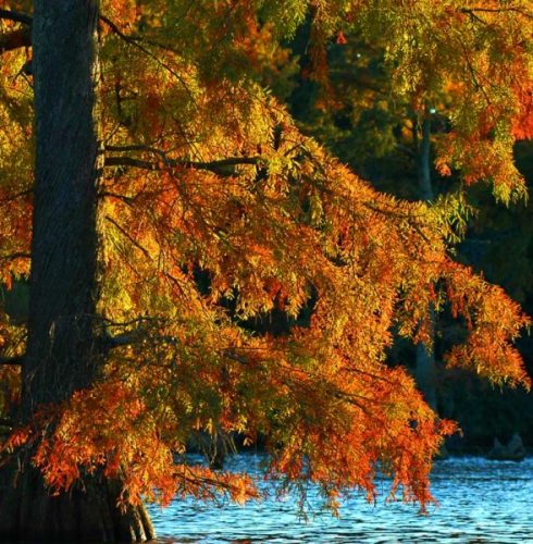 fall colors 4