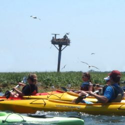 salt marsh tour with birds