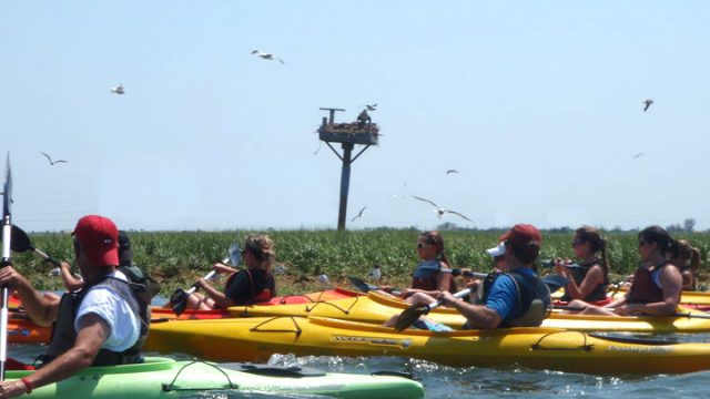 salt marsh tour with birds