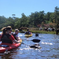 assateague tour group ponies