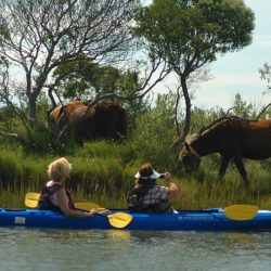 assateague tour 11
