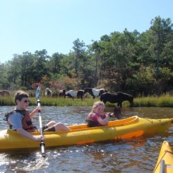 assateague tour1