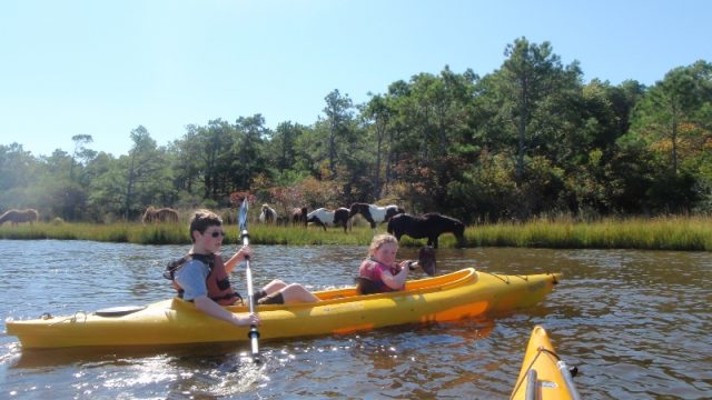 assateague tour1