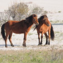 assateague pony2