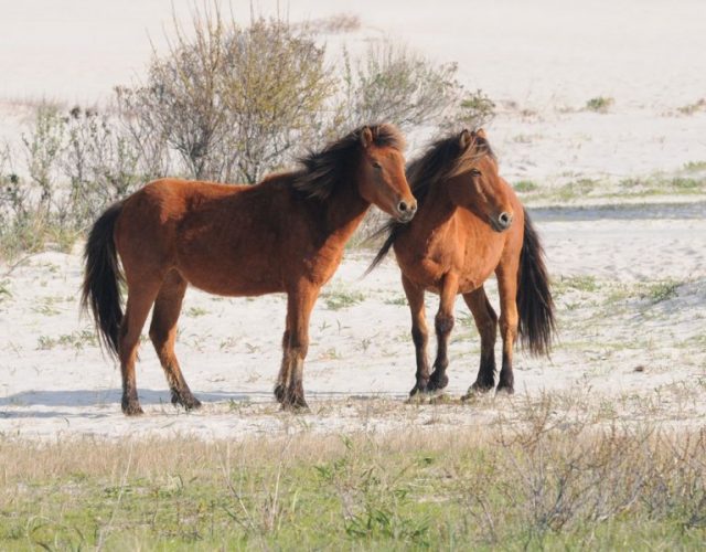 assateague pony2