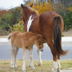 assateague colt 4