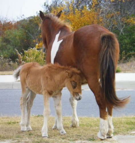 assateague colt 4
