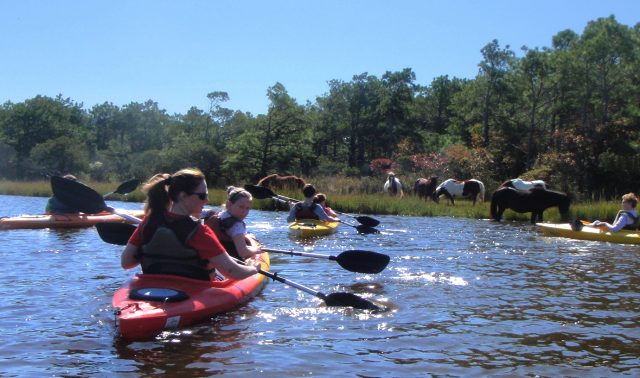 Assateague tour group ponies 1