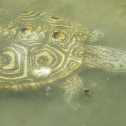 terrapin swimming
