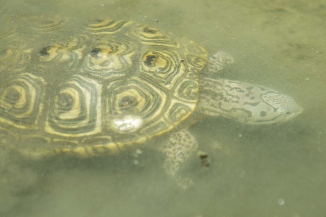 terrapin swimming