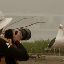 ken bbgull