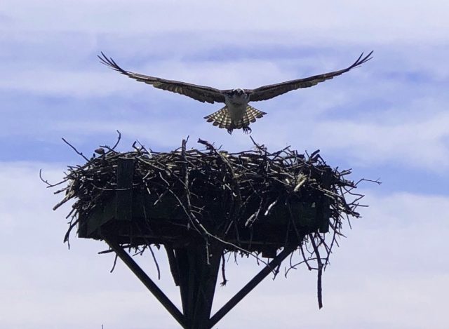 osprey landing