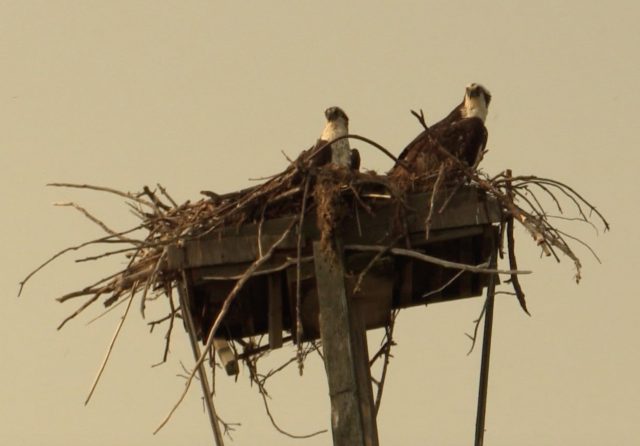 osprey close up