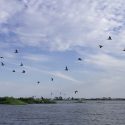 pelicans at poc