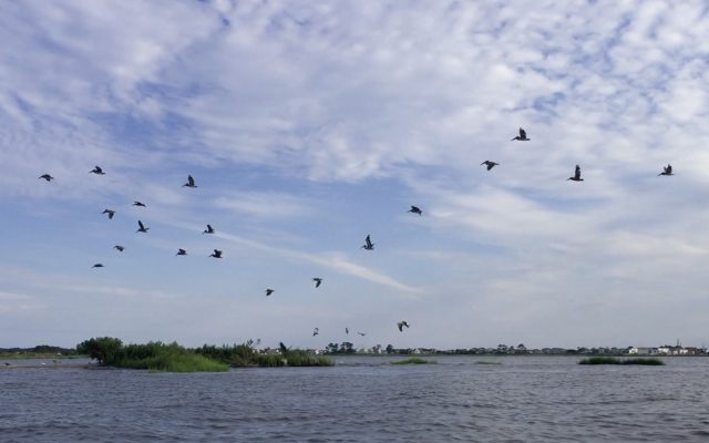 pelicans at poc
