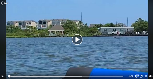 dolphin facebook video web